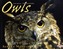 Owls