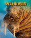 Walruses