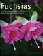 Fuchsias