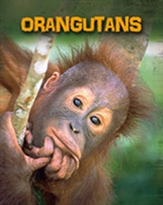 Orangutans