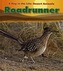 Roadrunner