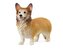 Corgi