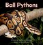 Ball Pythons