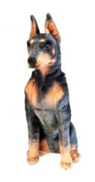 Doberman 65cm