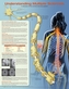 Understanding Multiple Sclerosis Anatomical Chart Laminated