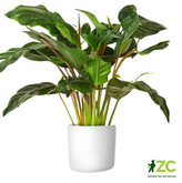 Obal Lora - bílá 22 cm