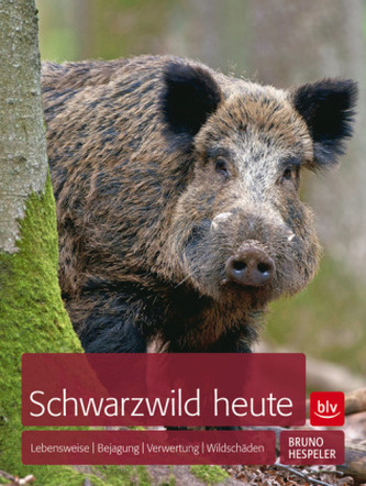 Schwarzwild heute