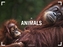 Animals 2017