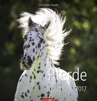 Pferde 2017