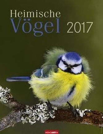 Heimische Vögel 2017
