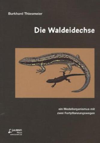 Die Waldeidechse