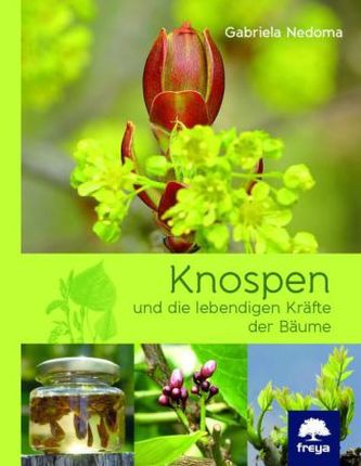 Knospen