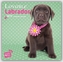 Lovable Labrador 2017