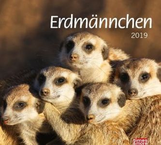 Erdmännchen 2019