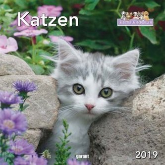 Katzen 2019