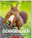 So lebt das Eichhörnchen