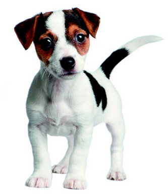 Pamätníček – šteniatko