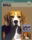 Bígl
